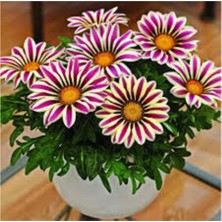 Beyaz-Kırmızı Gazanya Çiçeği Fidesi 5CM-15CM 30 Adet