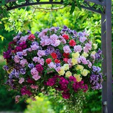 Katlı Petunya Fidesi 5CM-15CM Karışık 30 Adet