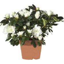 Beyaz Açelya Çiçeği 20CM-40CM