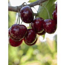 Stella Kiraz Ağacı Fidanı 3 Yaş 100-120CM