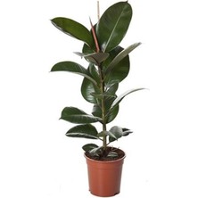 Kauçuk Fidanı (Salon / Ofis) 80CM-100CM