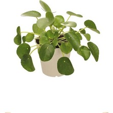 Pilea Fidanı 5CM-15CM