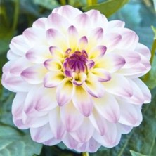 Fuşya Beyaz Dahlia Çiçeği 20CM-40CM