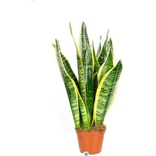 Sarı Yeşil Kılıç Fidanı 60CM-80CM