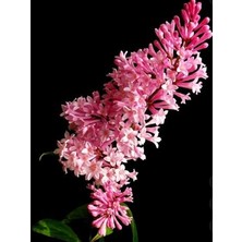 Pembe Leylak Ağacı Tijli 100 cm 120 cm