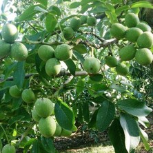 Lara Ceviz 3 Yaş 100 cm 120 cm