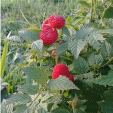 Bodur Ahududu Fidanı 60 cm 80 cm