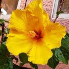 Sarı Japon Gülü 40CM-60CM