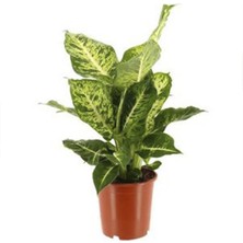 Lekeli Difenbahya 20CM-40CM