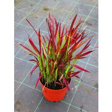 Kızıl Baron Fidanı 40CM-60CM
