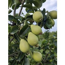 Kietter Armut Fidanı 5 Yaş 150 cm 200 cm