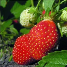 Selva Çilek Fidesi 30 Adet