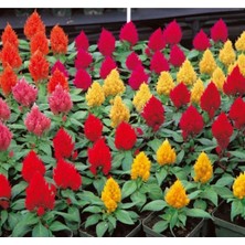 Kırmızı Horoz Ibiği Fidesi 30 Adet