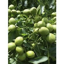 Kaman 3 Ceviz Fidanı 3 Yaş 100 cm 120 cm