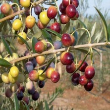 Arbequina Bodur Zeytin 60 cm 80 cm