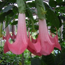 Pembe Melek Borazanı 100CM-120CM