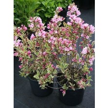 Alacalı Gelin Tacı Çiçeği 40CM-60CM