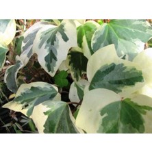 Alacalı Orman Sarmaşığı Fidanı Büyük Yapraklı 100CM-120CM