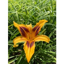 Hemerocallis Çiçeği - Turuncu Kırmızı Ortanca Küçük Boy Ithal