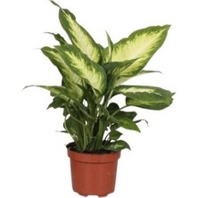 Difenbahya Çiçeği 20CM-40CM