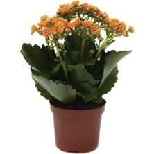 Turuncu Kalanşo Çiçeği 20CM-40CM