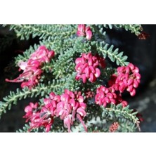 Yayılıcı Gravilla Çiçeği Fidanı 20CM-40CM