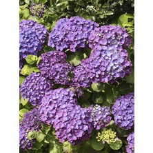 Mor Ithal Ortanca Büyük Saksılı 60 cm 80 cm