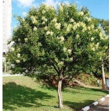 Ağaç Lüküstürüm 40CM-60CM