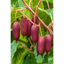 Yeşil Kırmızı Kivi Fidanı 40-60 cm