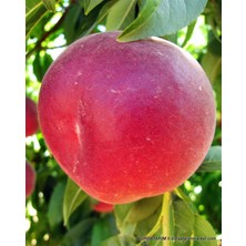 May Crest Şeftali Ağacı Fidanı 100 cm 120 cm