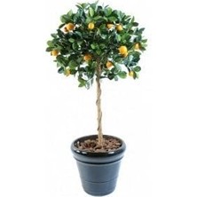 Beyaz Kokulu Limon Ağacı Fidanı 80 cm 100 cm (Saksıda)