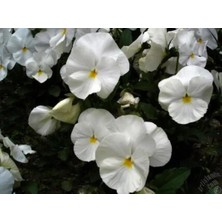 Beyaz Hercai Çiçeği Fidesi 5CM-15CM 10 Adet