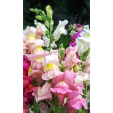 Pembe Beyaz Aslanağzı Çiçeği Fidesi 5cm-15 cm 10 Adet