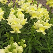 Sarı Aslanağzı Çiçeği Fidesi 5CM-15CM 10 Adet