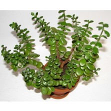 Para Çiçeği Fidesi 5CM-15CM