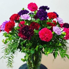 Karanfil Fidesi 30 Adet