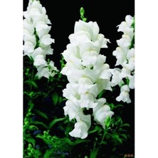 Beyaz Aslanağzı Çiçeği Fidesi 5CM-15CM 30 Adet