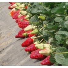 Albion Çilek Fidesi 30 Adet