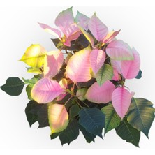 Atatürk Çiçeği - Ponsetya Pembe  Renk - 40 cm - 60 cm