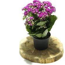 Mor Kalanşo Çiçeği 20CM-40CM