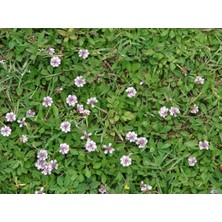 Libya Çimi Fidesi 5CM-15CM 30 Adet