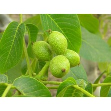 Bilecik Ceviz Fidanı 5 Yaş 150-200CM