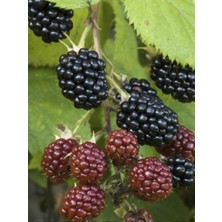 Bursa 2 Böğürtlen Fidanı 80 cm 100 cm