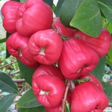 Gül Elması Ağacı Fidanı 5 Yaş 150-200CM