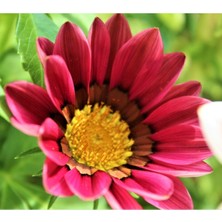 Pembe Gazanya Çiçeği Fidesi 5CM-15CM 10 Adet