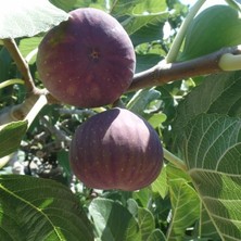 Mor Güz Inciri 4 Yaş 100-150CM