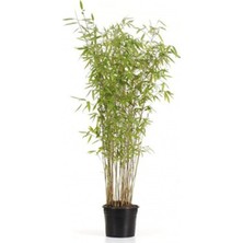 Bambu Fidanı 120CM-150CM