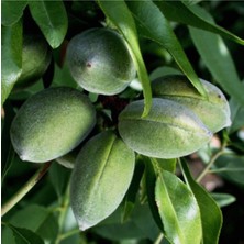 Bertina Badem Fidanı 5 Yaş 150-200 cm