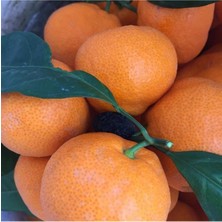 Satsuma Mandalina 100 cm 120 cm