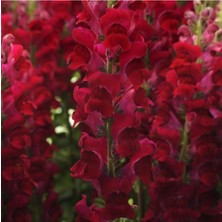 Bordo Aslanağzı Çiçeği Fidesi 5CM-15CM 30 Adet